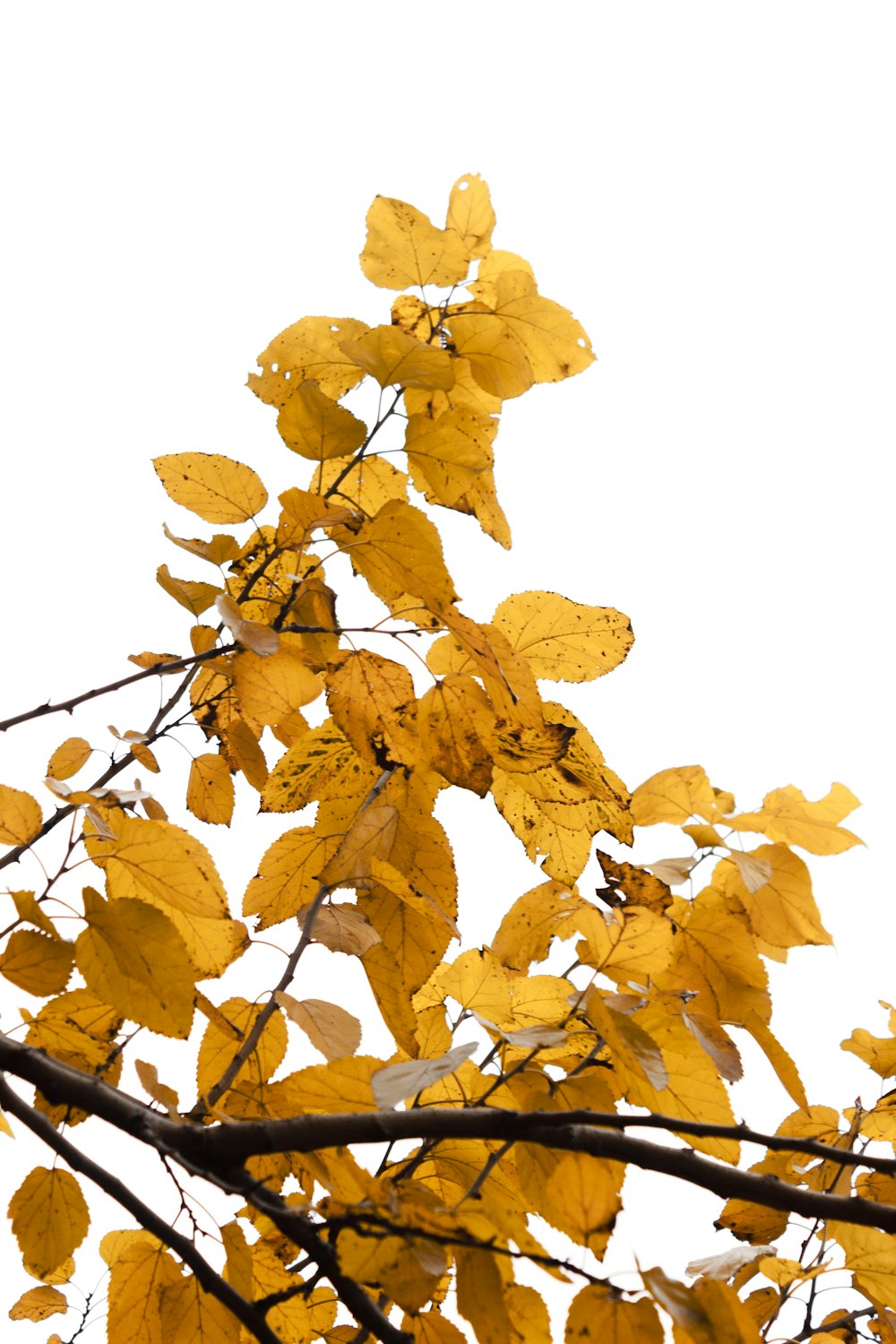 a tree branch with yellow leaves on it