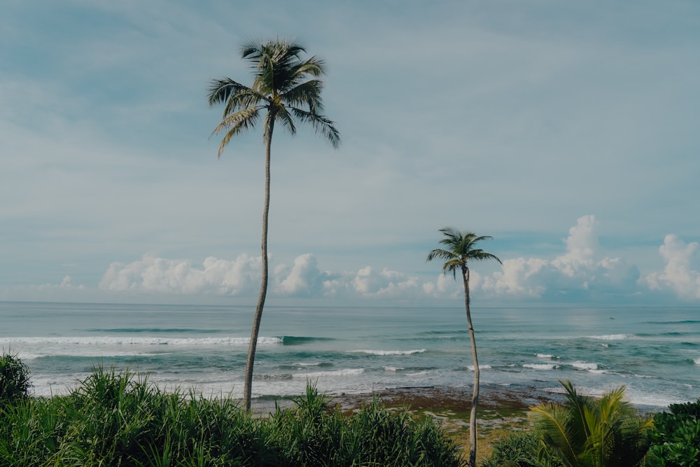 a couple of palm trees sitting on top of a lush green field