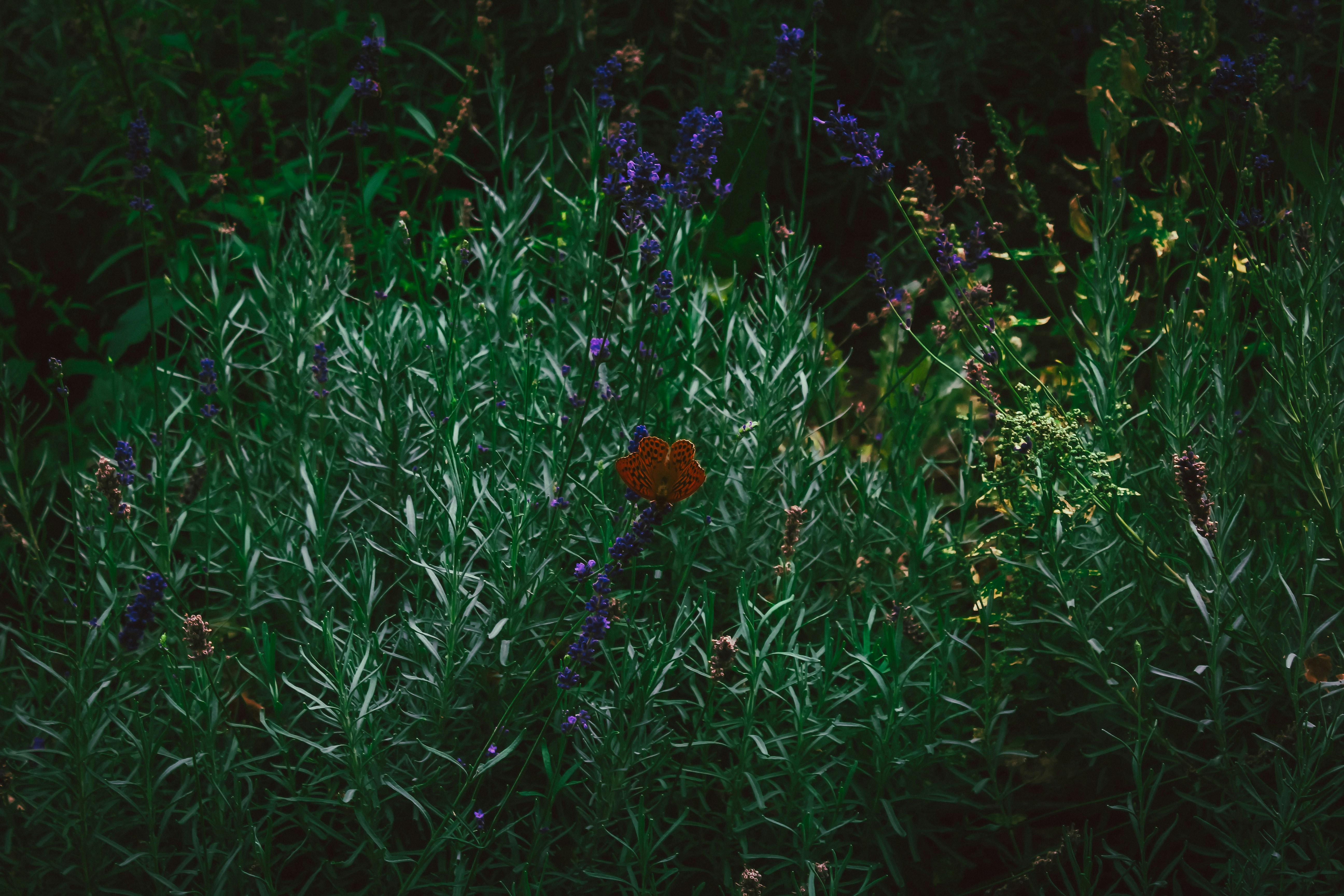 The Ultimate 2025 Fall Gardening Guide: How to Grow Perfect Butterfly Weed Gaura