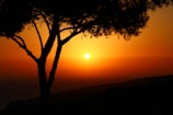Sunset silhouette of a lone tree against a vibrant orange sky.