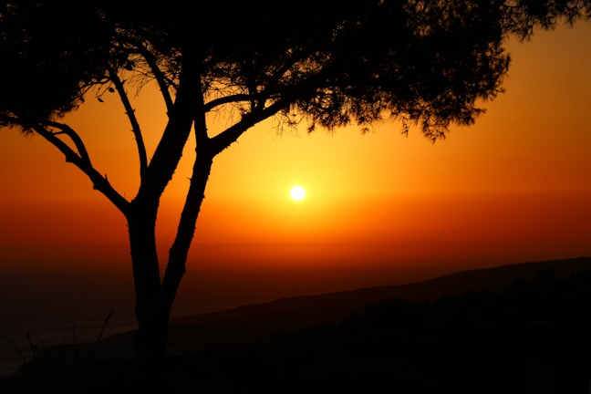Sunset silhouette of a lone tree against a vibrant orange sky.