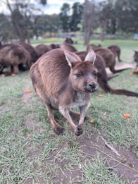 A kangaroo is standing on grassland, surrounded by several other kangaroos in the background. The scene is set in a natural environment with trees and grassy ground. Pieces of carrots are scattered around on the ground, indicating a feeding activity.