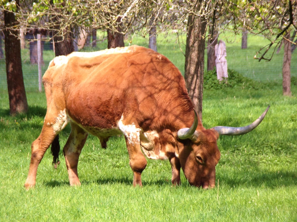 a brown and white cow grazing in a field