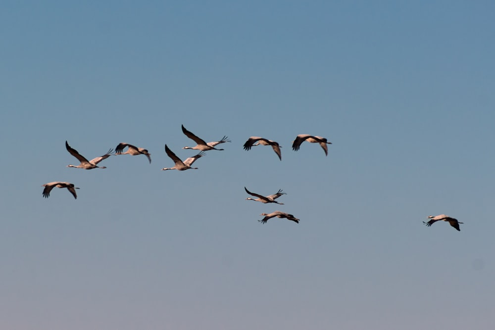 una bandada de pájaros volando a través de un cielo azul