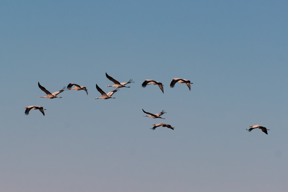 a flock of birds flying through a blue sky