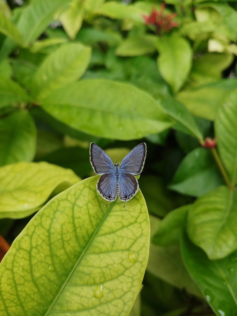 a blue butterfly sitting on top of a green leaf