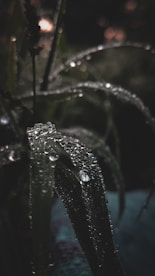 Close-up of dew drops on leaves in the early morning light in Niederösterreich