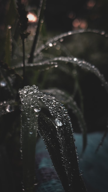 Close-up of dew drops on páramo vegetation, reflecting the cloudy sky.