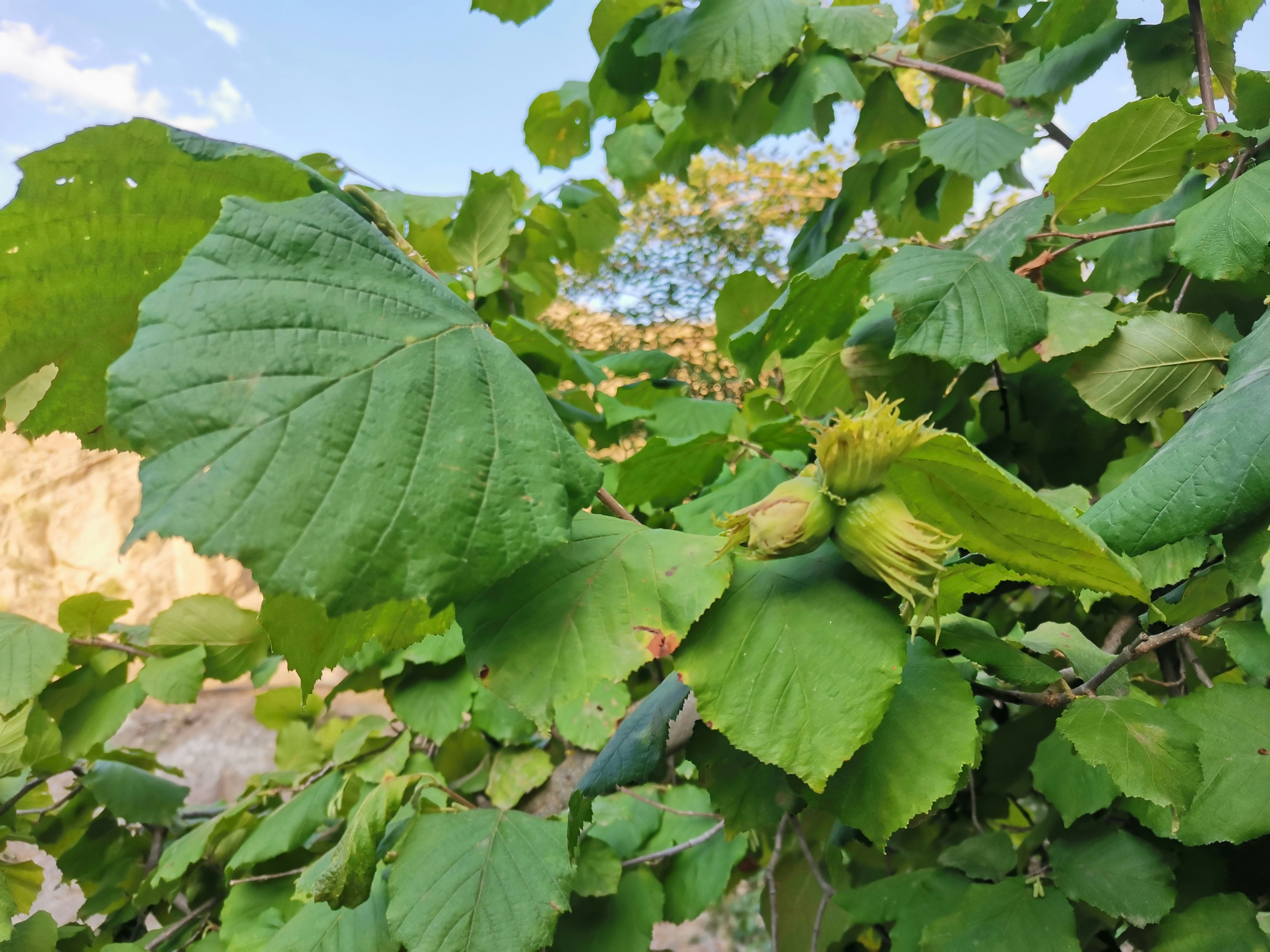 Nocciole e Mele Biologiche