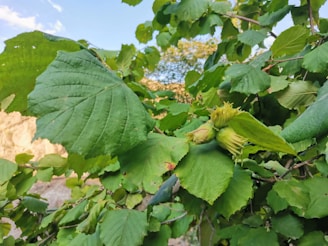 A close-up view of green leaves and young hazelnuts growing on a branch. The leaves are broad with jagged edges, and the hazelnuts are encased in protective husks. The background shows a soft focus of sky and more foliage.