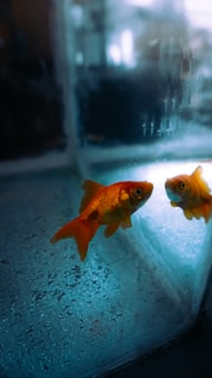 A vibrant orange goldfish swimming close to the wall of an aquarium. The fish is reflected in the glass, creating a mirror image effect. The water has a bluish tint, and the tank shows signs of wear with small specks on the surface.