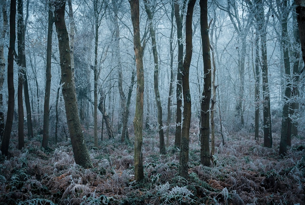 a forest filled with lots of trees covered in snow