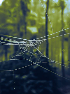 A serene close-up of morning dew on a delicate spiderweb in a forest clearing.