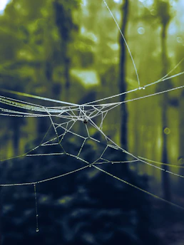 A serene close-up of morning dew on a delicate spiderweb in a forest clearing.