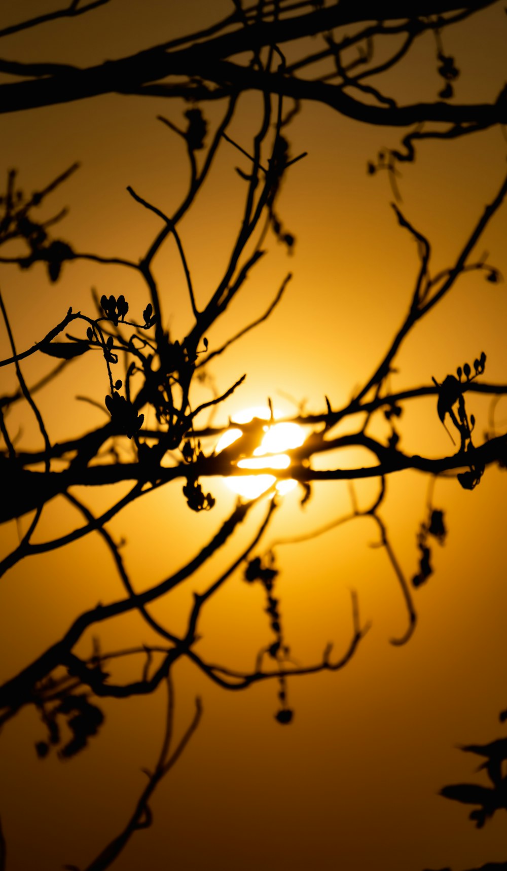 the sun is setting behind the branches of a tree
