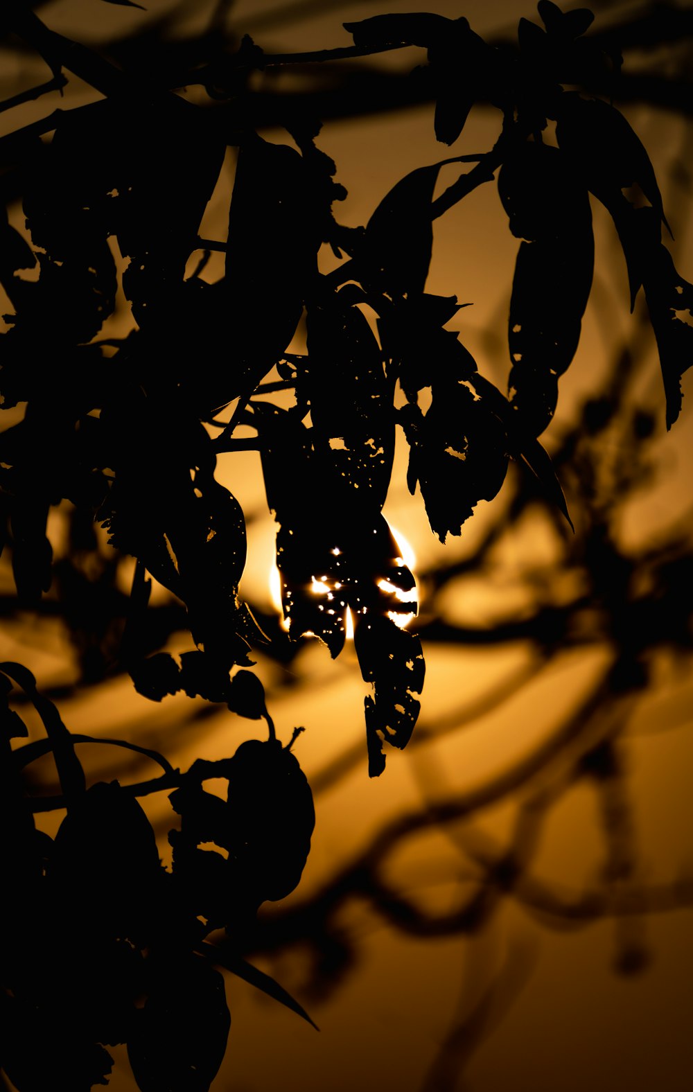 the sun is shining through the branches of a tree