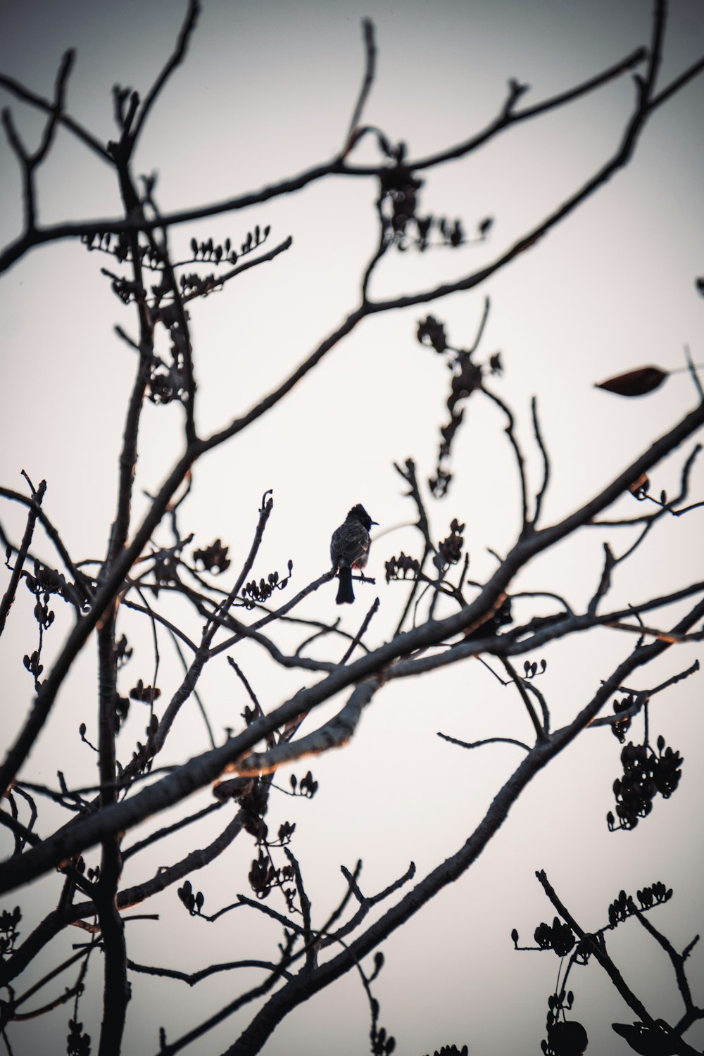 a small bird sitting on top of a tree branch