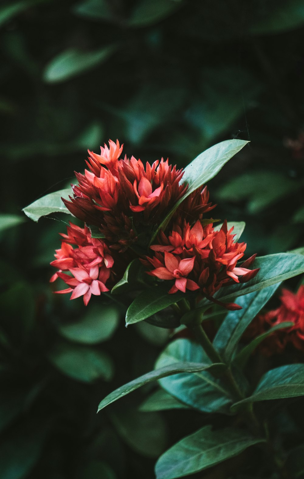 a red flower with green leaves in the background