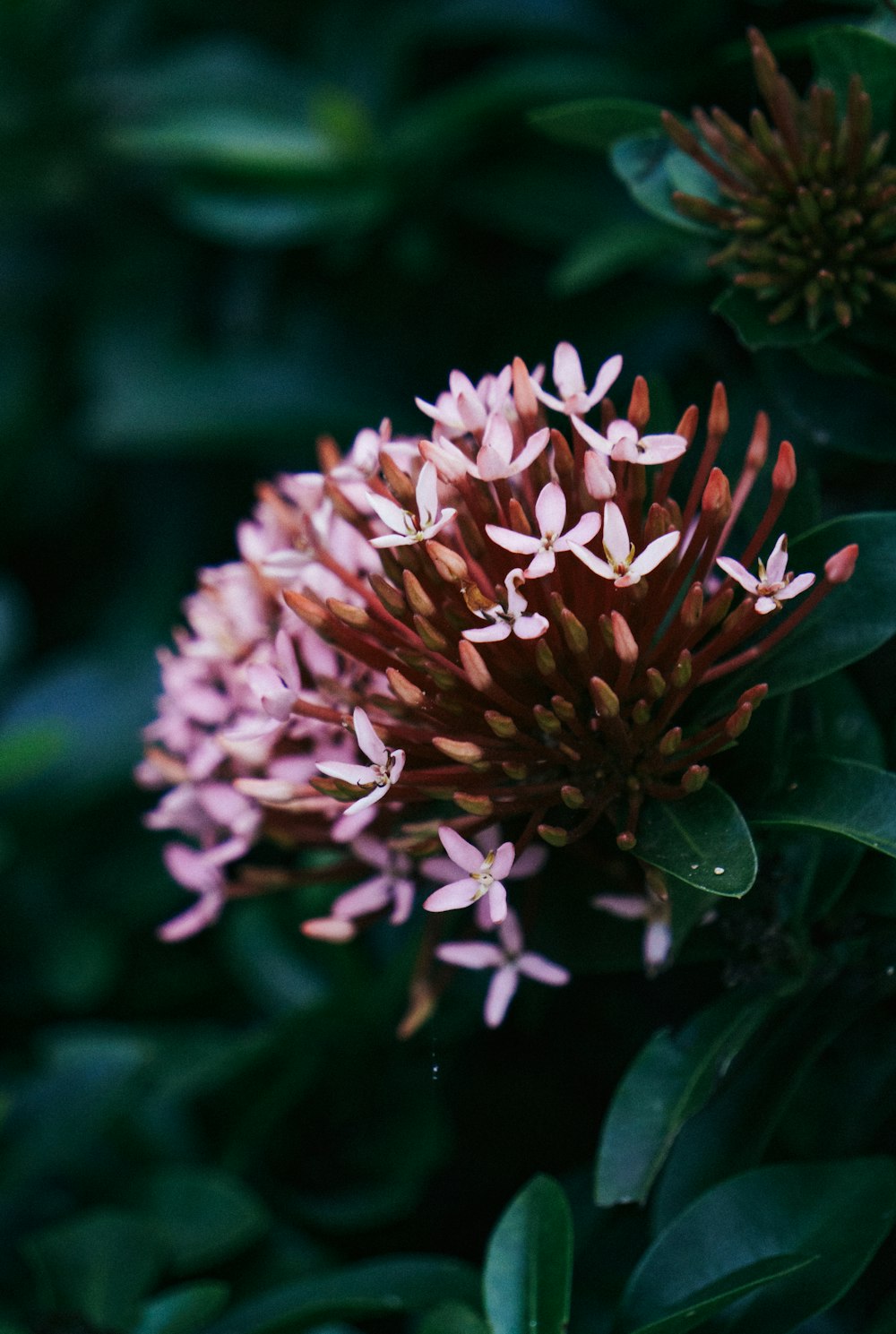 a close up of a pink flower with green leaves