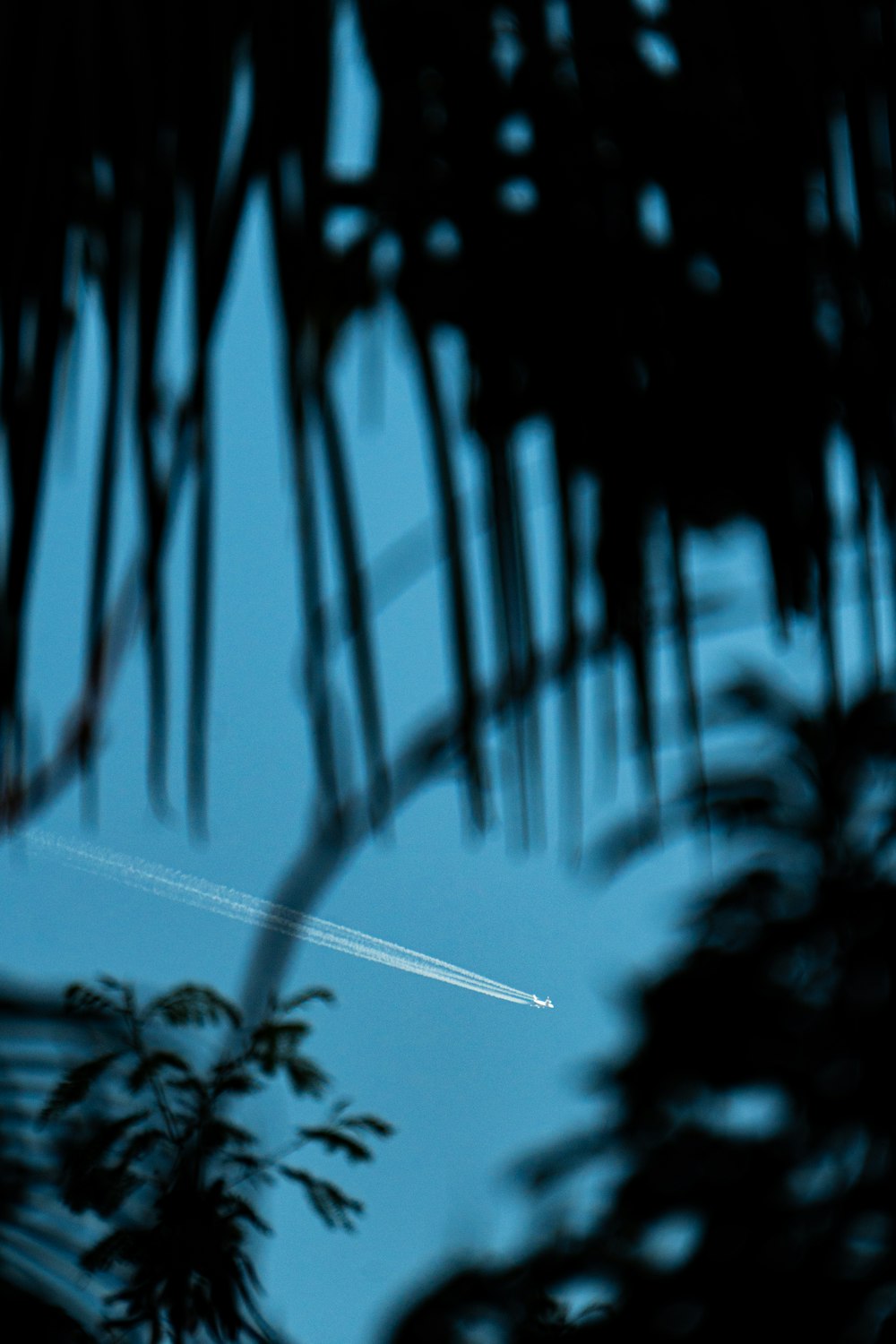 a plane is flying in the sky through the trees