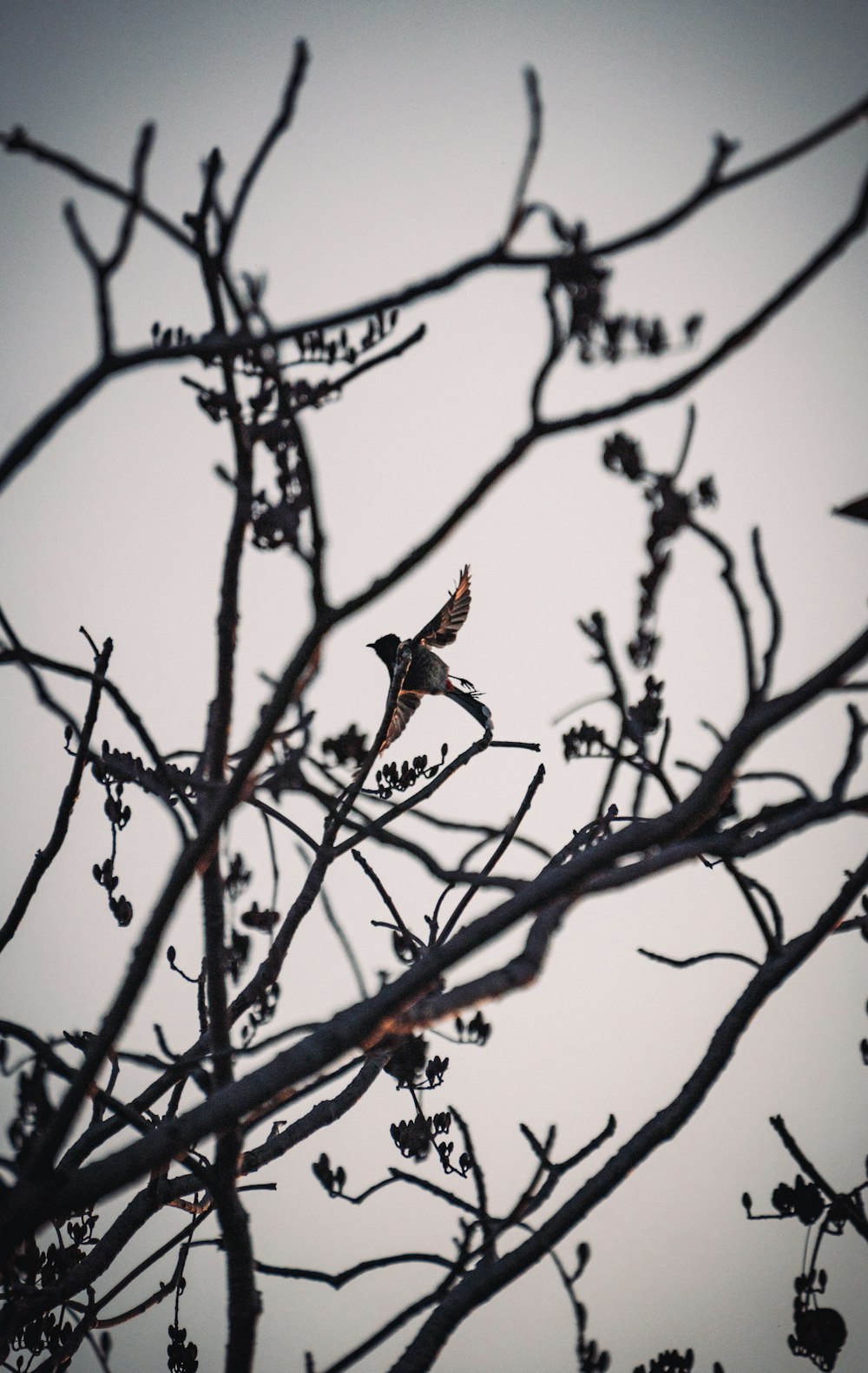 a bird sitting on top of a tree branch