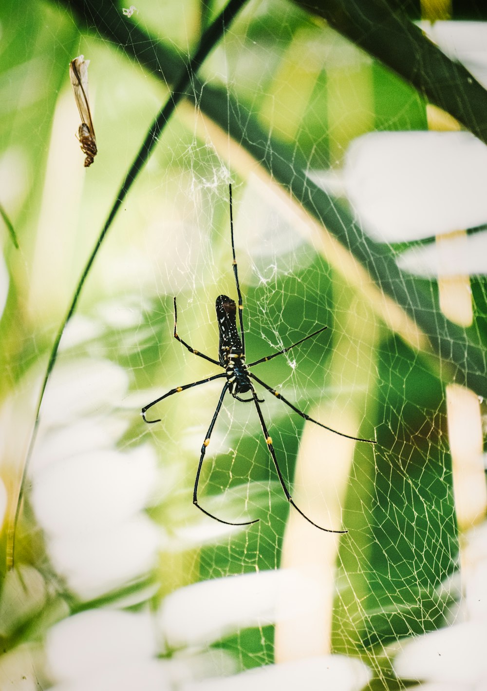 a large spider sitting on top of a green leaf