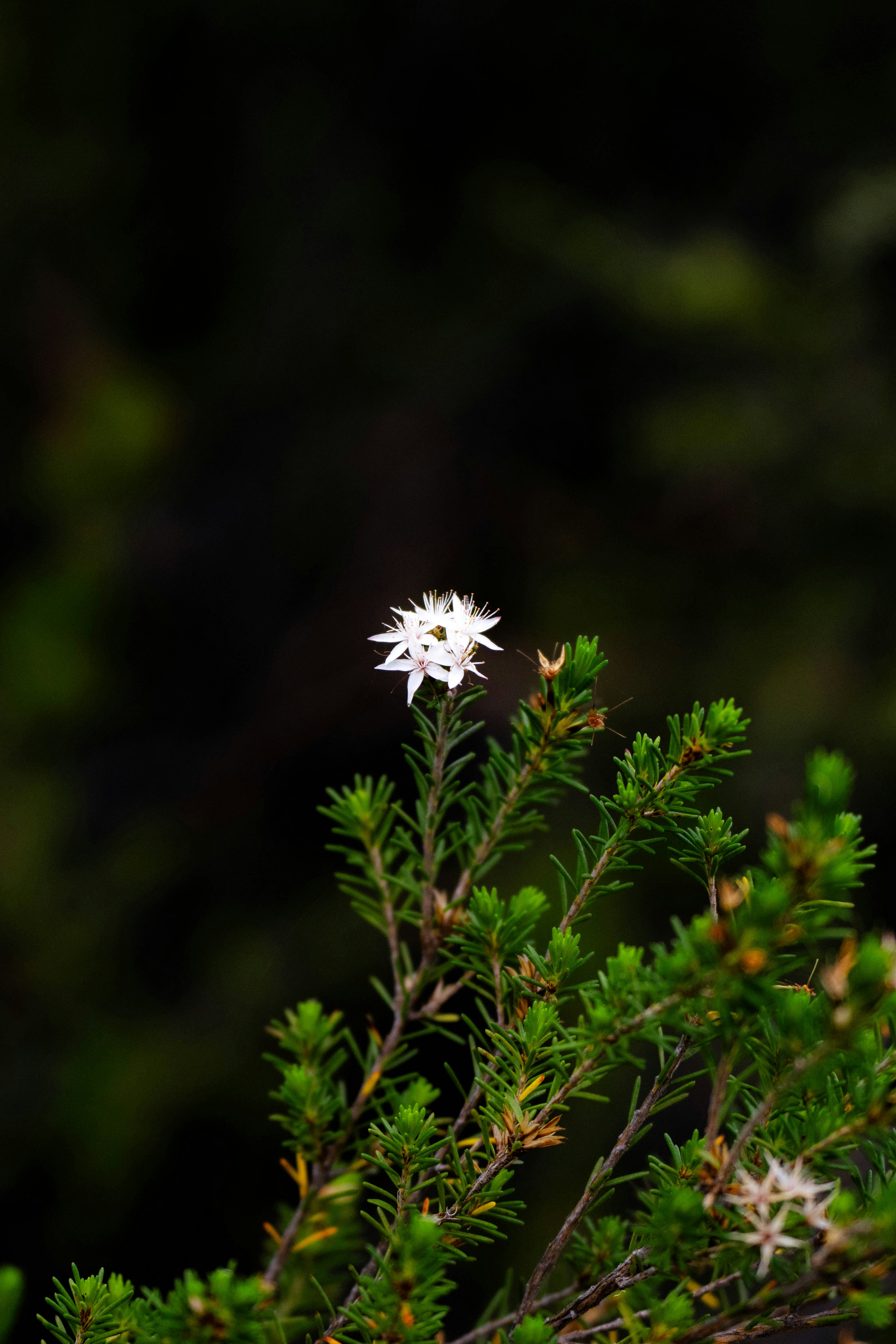a close up of a white flower on a tree