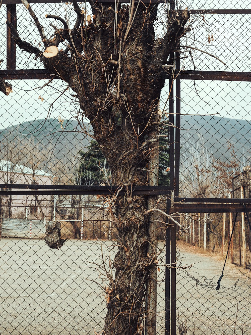 un árbol con enredaderas que crecen detrás de una cerca
