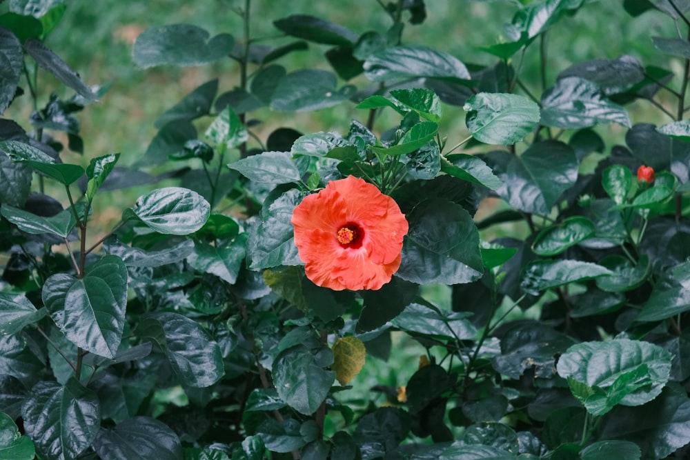 Una flor roja está en medio de un arbusto