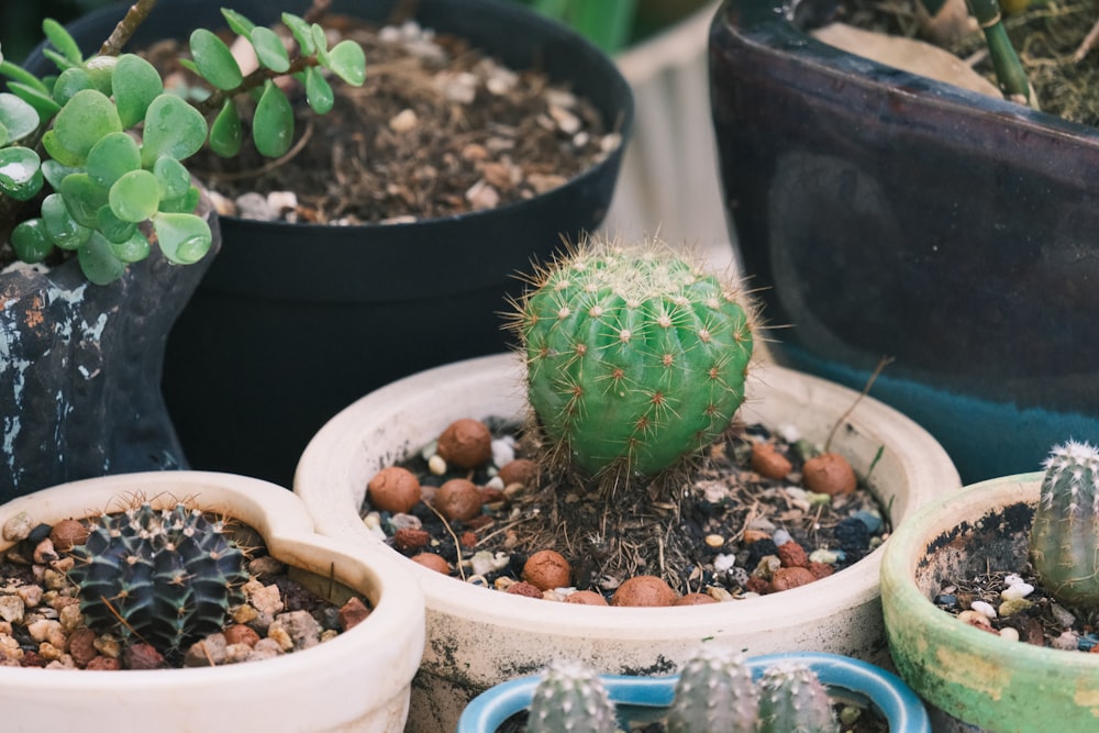 un grupo de plantas en macetas sentadas encima de una mesa