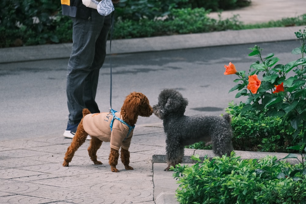 two poodles wearing sweaters on a leash on a sidewalk