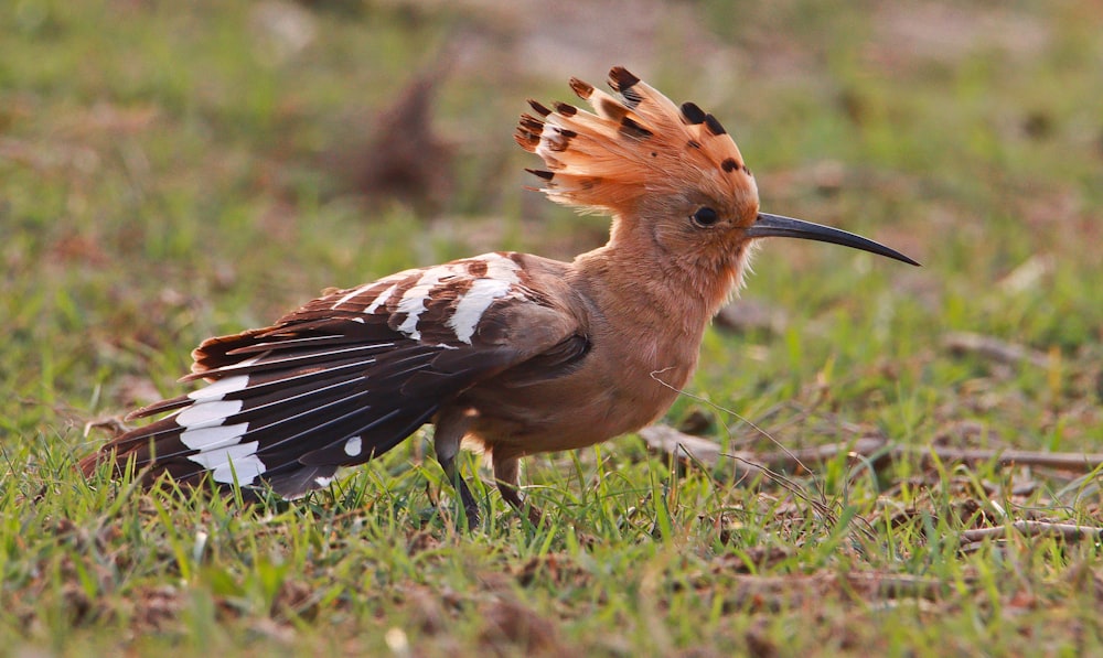 a brown and white bird standing on top of a lush green field