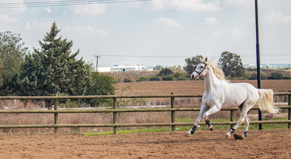 a white horse trotting in a fenced in area