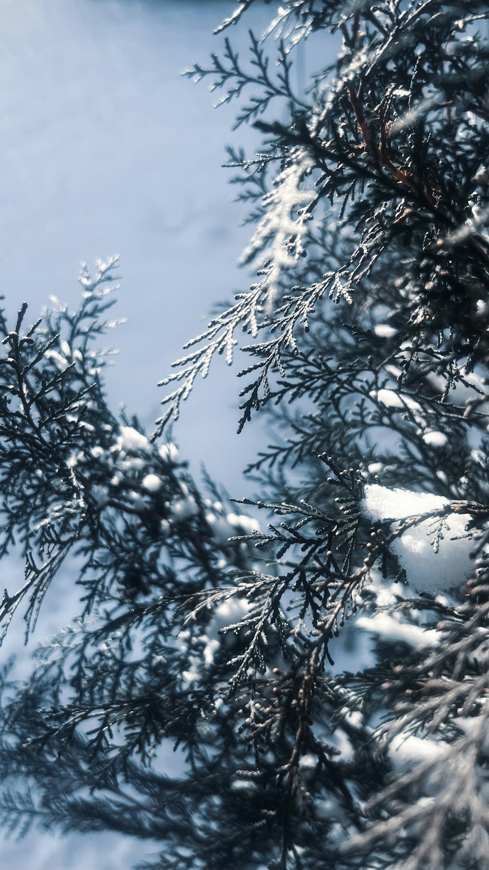 the branches of a pine tree are covered in snow