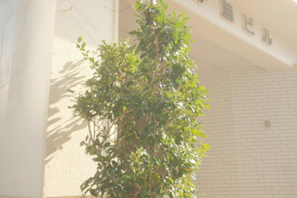 An urban garden with grapevines climbing a brick wall, sunlight filtering through leaves.