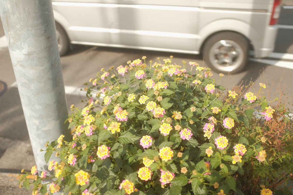 a white van parked next to a bush of flowers