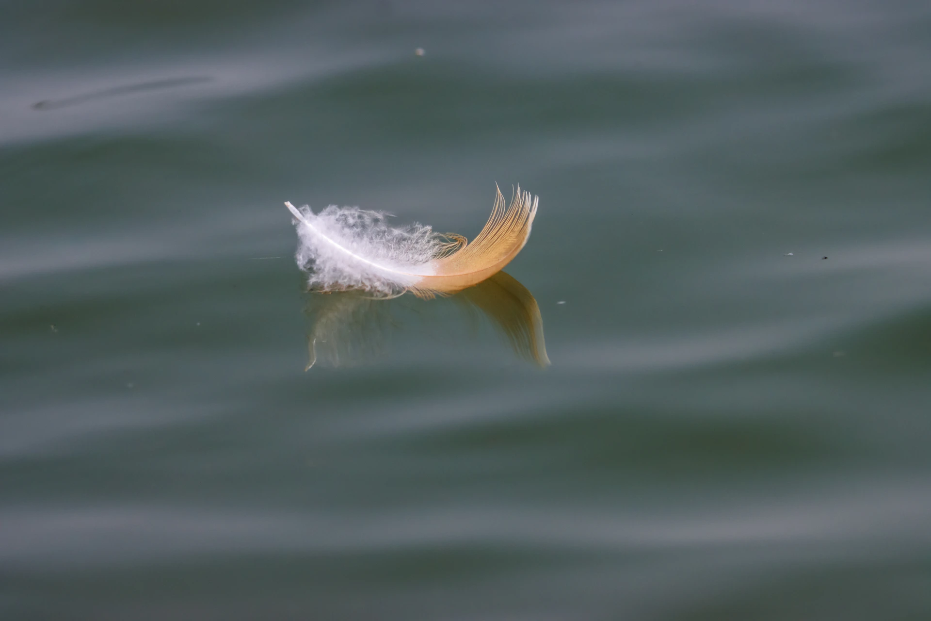 a feather floating on top of a body of water