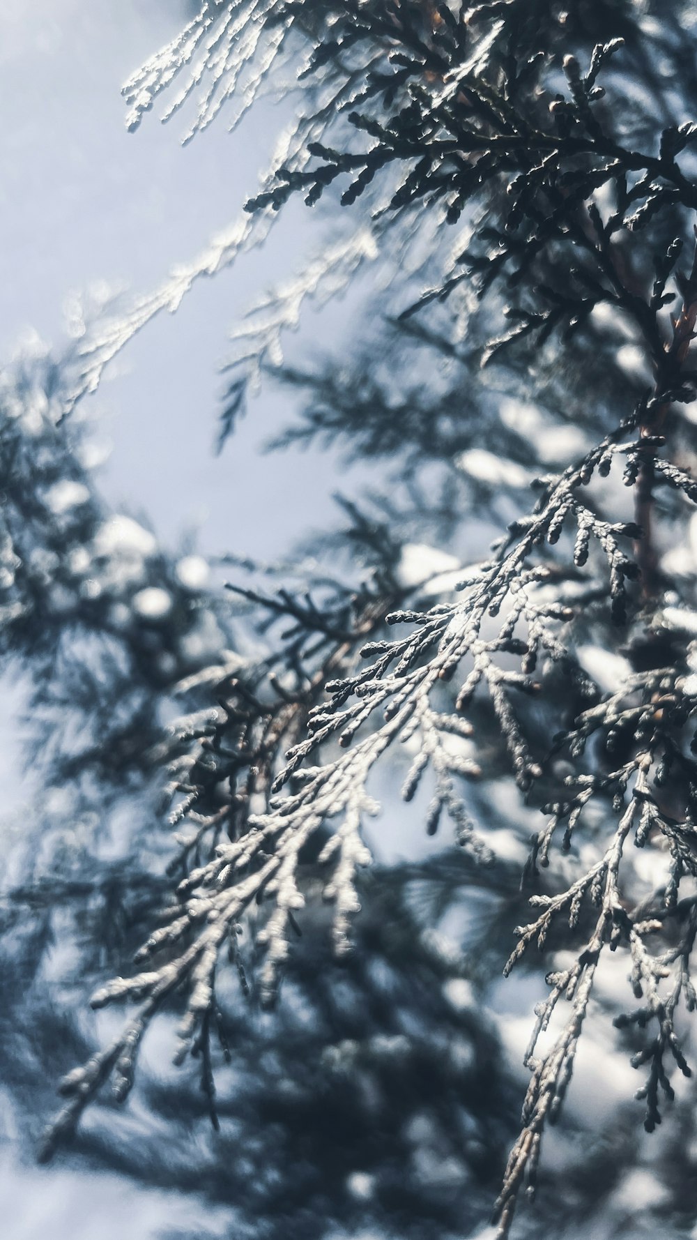 the branches of a pine tree are covered in snow