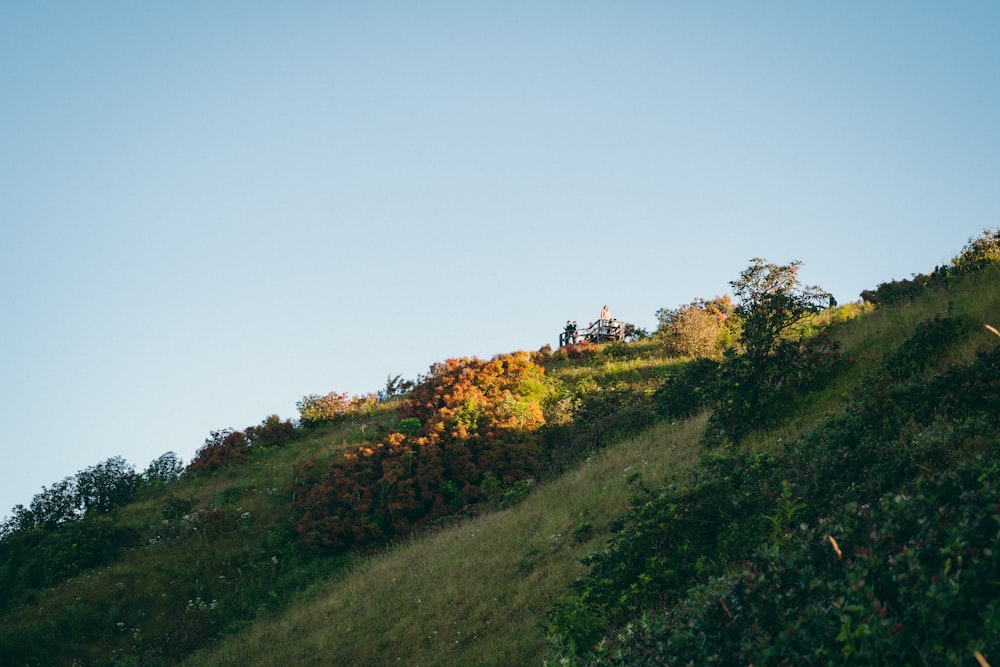 a grassy hill with trees on top of it