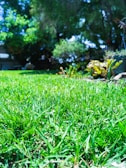 A lush, green lawn with vibrant grass under a bright, sunny sky. In the background, there is dense foliage with trees providing shade and some flowering plants adding splashes of color. The scene suggests a peaceful garden or park setting.