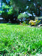 lawn grass suppliers Vijayawada