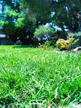 A friendly lawn care professional trimming a vibrant green lawn under a sunny sky.