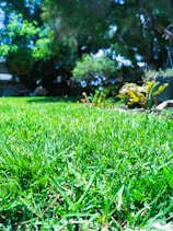 A freshly mowed green lawn with neat stripes under a bright blue sky.