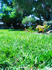 A vibrant green lawn freshly mowed by Kikubari Property Management