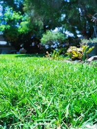A freshly mowed green lawn with trimmed bushes under a bright blue sky.