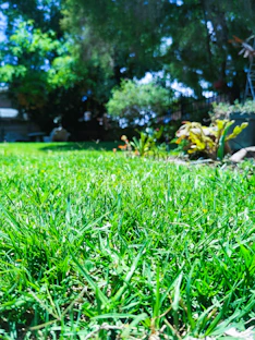 A vibrant garden bed freshly mulched, surrounded by healthy green grass under a clear sky.