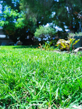 A vibrant, freshly manicured lawn with blooming flower beds under a sunny sky.