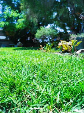 A vibrant garden bed freshly mulched, surrounded by healthy green grass under a clear sky.