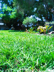 A lush green lawn freshly mowed with a professional riding mower under a clear blue sky.
