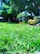 Freshly mowed green lawn with neat edges under a sunny sky.